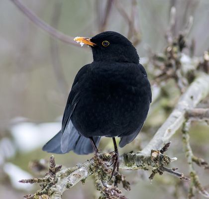 Nikon D7100 with Nikkor AF 300 f4 and Kenko teleconverter N-AF Teleplus PRO 300. Exif 1/400, f/5.6, ISO 1800